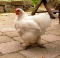 /album/galerie-de-photos-photos-et-videos1/poules%20%c3%a0%20chairs-jpg/